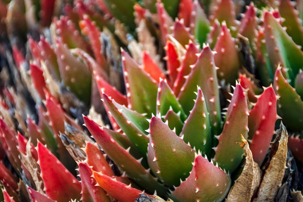 Les plantes grasses : entretien et variétés faciles à adopter